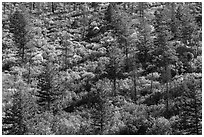 Slope with pine trees and shurbs in autumn foliage. Mesa Verde National Park, Colorado, USA. (black and white)