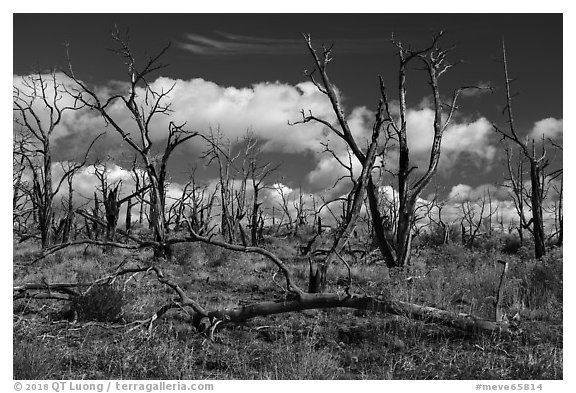 Burned forest, Wetherill Mesa. Mesa Verde National Park (black and white)
