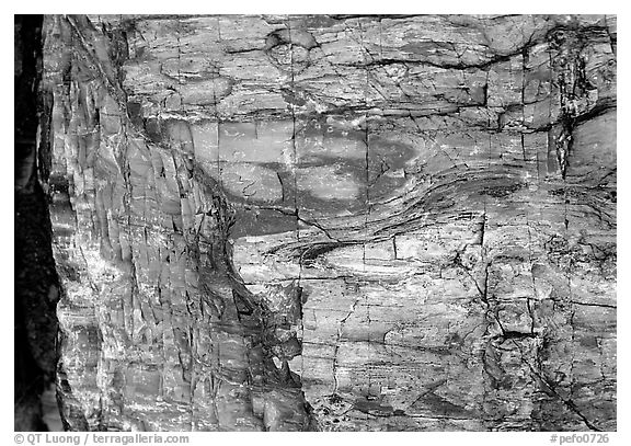 Colorful fossilized log close-up. Petrified Forest National Park (black and white)