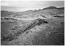 Long petrified log, and Chinle Formation rocks, Long Logs area. Petrified Forest National Park, Arizona, USA. (black and white)