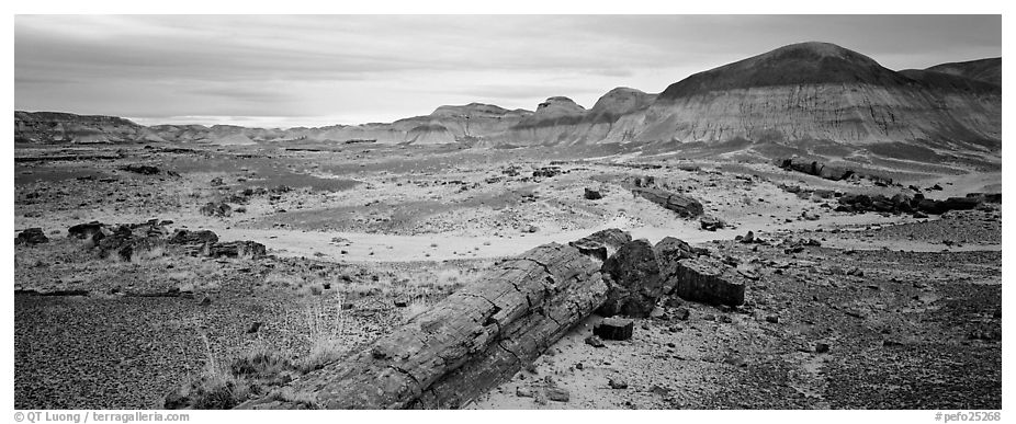 Prehistoric landscape with petrified truncs. Petrified Forest National Park (black and white)