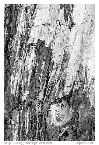 Detail of Triassic Era fossilized wood. Petrified Forest National Park (black and white)