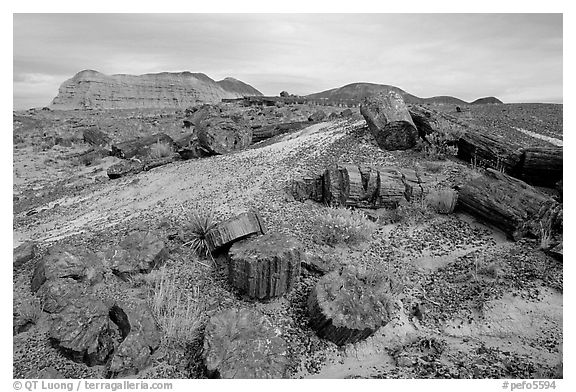 Colorful slices of petrified wood and badlands in Long Logs area. Petrified Forest National Park (black and white)