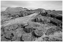 Colorful slices of petrified wood and badlands in Long Logs area. Petrified Forest National Park (black and white)