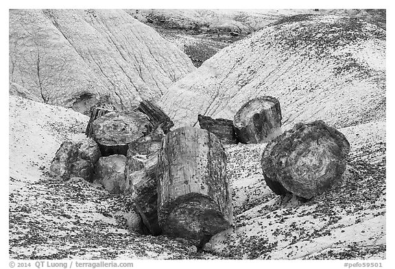 Broken logs of colorful petrified wood, Crystal Forest. Petrified Forest National Park (black and white)