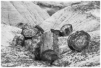 Broken logs of colorful petrified wood, Crystal Forest. Petrified Forest National Park ( black and white)