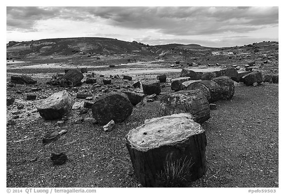 Dense concentration of petrified wood at sunset, Crystal Forest. Petrified Forest National Park (black and white)