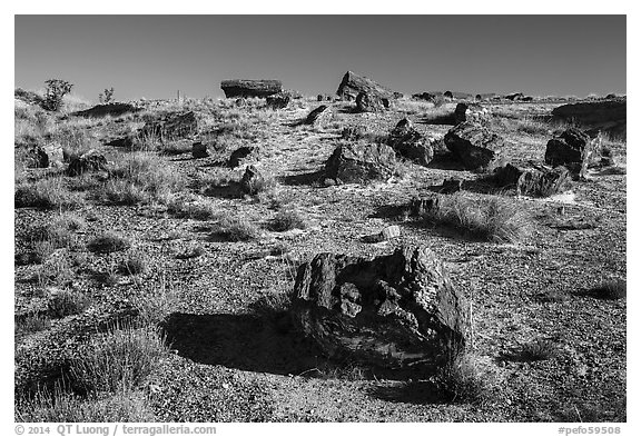 Giant Logs, Rainbow Forest. Petrified Forest National Park (black and white)