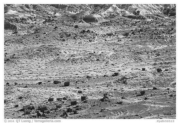 Scattered Jasper Forest petrified wood and badlands. Petrified Forest National Park (black and white)