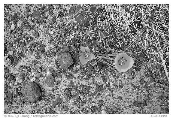 Ground view with wildflowers and black rock. Petrified Forest National Park (black and white)