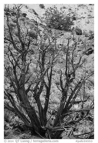 Juniper trees on slope. Petrified Forest National Park (black and white)