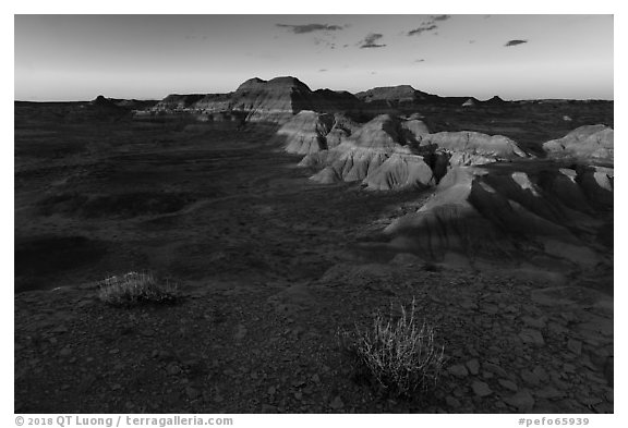 Last light on shrubs, Puerco Ridge. Petrified Forest National Park (black and white)