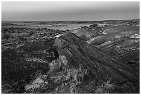 Long petrified longs and badlands at dawn. Petrified Forest National Park ( black and white)