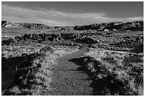 Trail, Longs Logs. Petrified Forest National Park ( black and white)