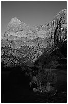 Cactus and Watchman at sunset. Zion National Park, Utah, USA. (black and white)