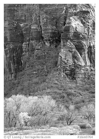 Trees Canyon walls near Angel's landing. Zion National Park, Utah, USA.