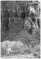 Trees Canyon walls near Angel's landing. Zion National Park, Utah, USA. (black and white)