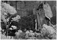 Tree in autumn foliage and the Pulpit, temple of Sinawava. Zion National Park, Utah, USA. (black and white)