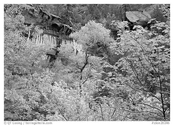 Cliff, waterfall, and trees in fall colors, near the first Emerald Pool. Zion National Park (black and white)