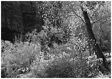 Backlit trees and shrubs in autumn. Zion National Park, Utah, USA. (black and white)