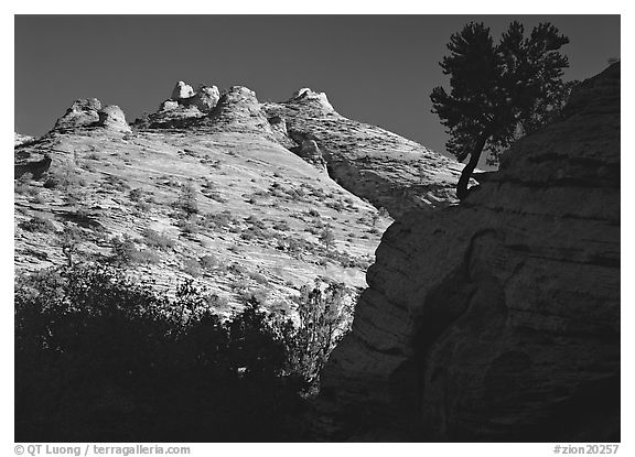 Pine and hoodoos near Canyon View, early morning. Zion National Park, Utah, USA.