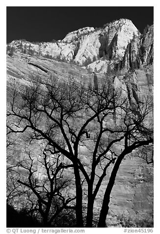 Bare trees and multicolored cliffs. Zion National Park (black and white)