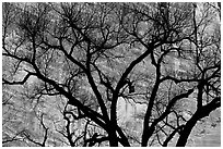 Dendritic pattern of tree branches against red cliffs. Zion National Park, Utah, USA. (black and white)