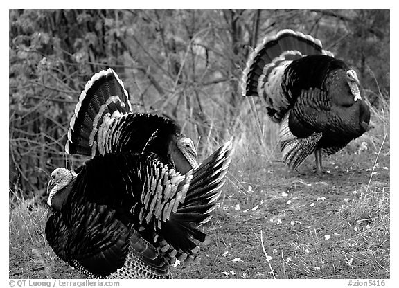 Wild Turkeys. Zion National Park (black and white)