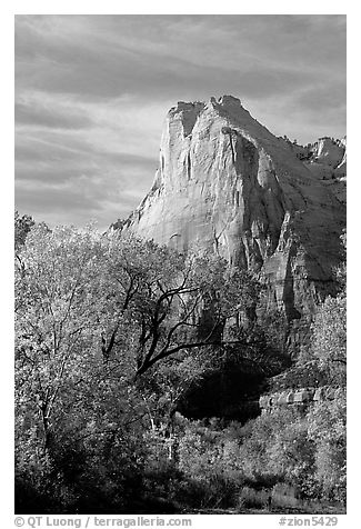 Trees in autumn foliage and Court of the Patriarchs, mid-day. Zion National Park (black and white)