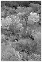 Trees in fall colors in a creek, Finger canyons of the Kolob. Zion National Park, Utah, USA. (black and white)