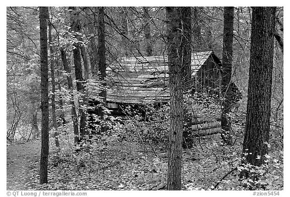 Abandoned historical log cabin, Middle Fork of Taylor Creek. Zion National Park, Utah, USA.