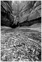 Entrance of the Subway, Left Fork of the North Creek. Zion National Park, Utah, USA. (black and white)