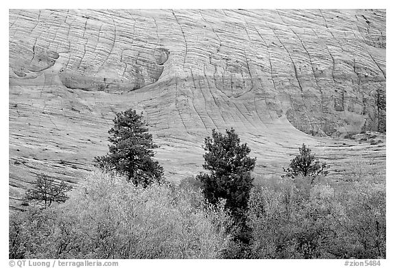 Trees and Checkerboard patterns, Mesa area. Zion National Park (black and white)