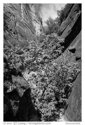 Young tree with green leaves in Mystery Canyon. Zion National Park (black and white)