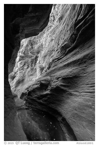 Pool and sculpted canyon walls, Mystery Canyon. Zion National Park (black and white)