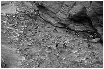 Virgin River Narrows hikers from above. Zion National Park ( black and white)