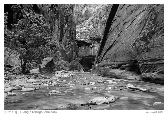 Wide section of Virgin River and forest in the Narrows. Zion National Park (black and white)