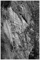 Canyon wall with wildflowers. Zion National Park ( black and white)