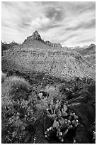 Cactus and North Fork. Zion National Park ( black and white)