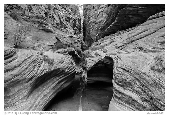 Pool and narrows, Echo Canyon. Zion National Park (black and white)