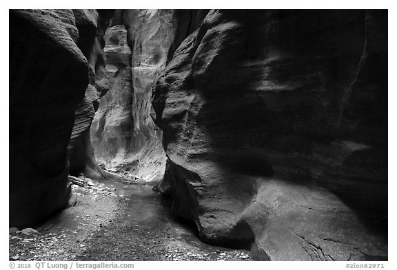 Stream and glowing wall, Orderville Canyon. Zion National Park (black and white)