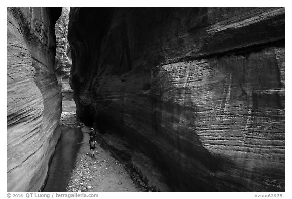 Walking between tall walls, Orderville Canyon. Zion National Park (black and white)