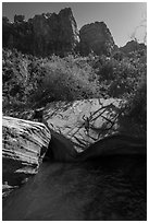 Man jumps from rock into water, Pine Creek. Zion National Park ( black and white)