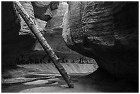 Log called North Pole, Upper Subway. Zion National Park ( black and white)