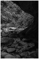 Pool and vegetation from alcove, Upper Left Fork. Zion National Park ( black and white)