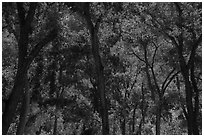 Trees in summer, the Grotto. Zion National Park ( black and white)
