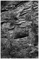 Bighorn sheep. Zion National Park ( black and white)