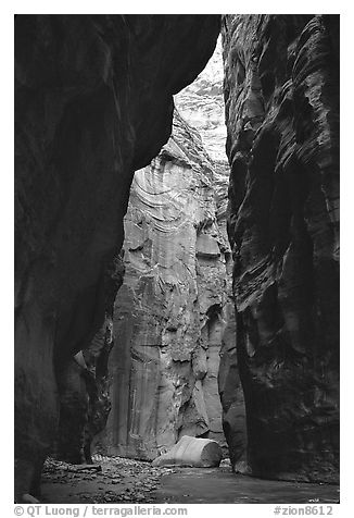 Section of the Narrows called Wall Street. Zion National Park, Utah, USA.