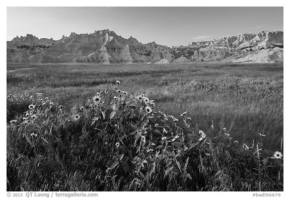 Sunflowers, meadow and badlands, late afternoon. Badlands National Park, South Dakota, USA.