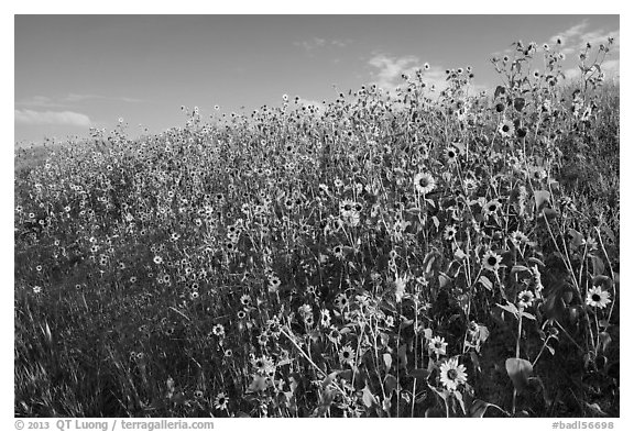 Carpet of sunflowers. Badlands National Park, South Dakota, USA.